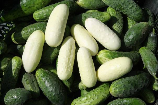 오이 화이트 엔젤