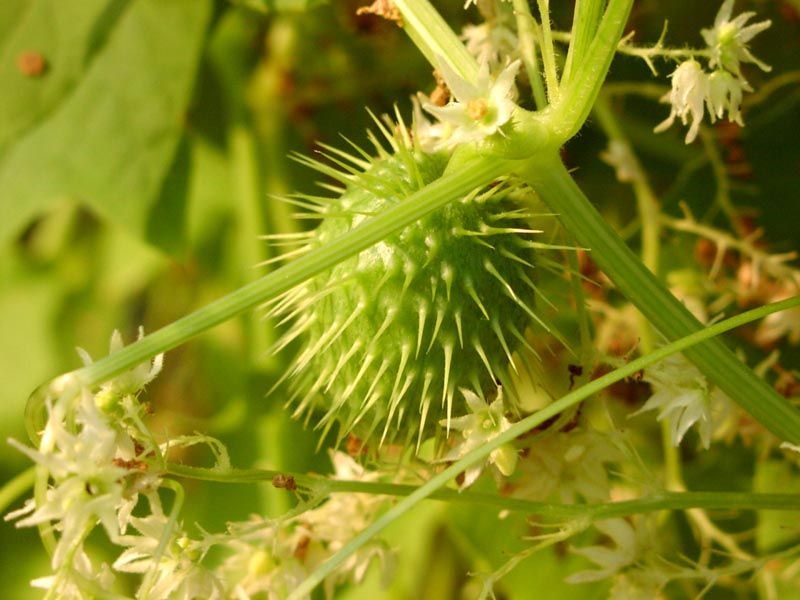 에키노시스티스