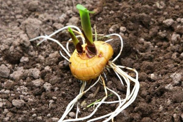 심기용 글라디올러스 구근