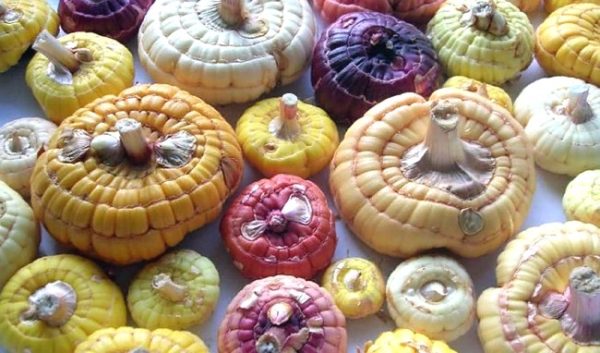 글라디올러스 구근