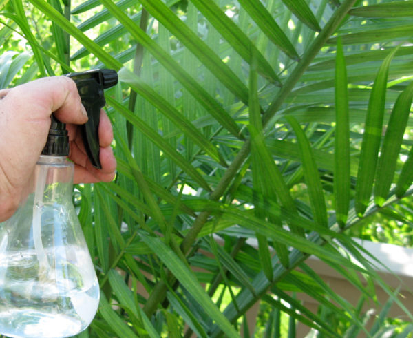 차메도레아 물주기