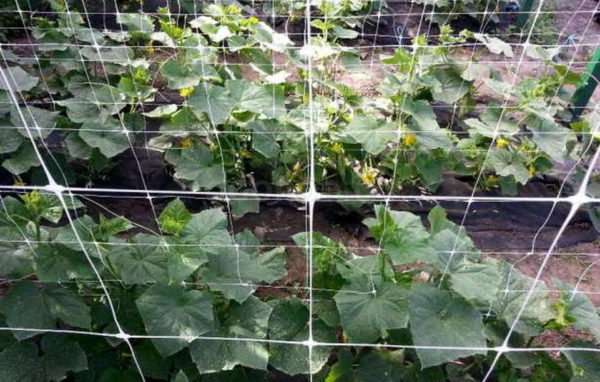 임시방편으로 만든 격자