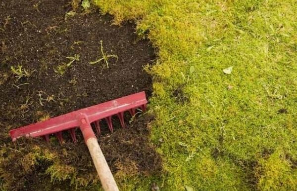 이끼를 제거하다