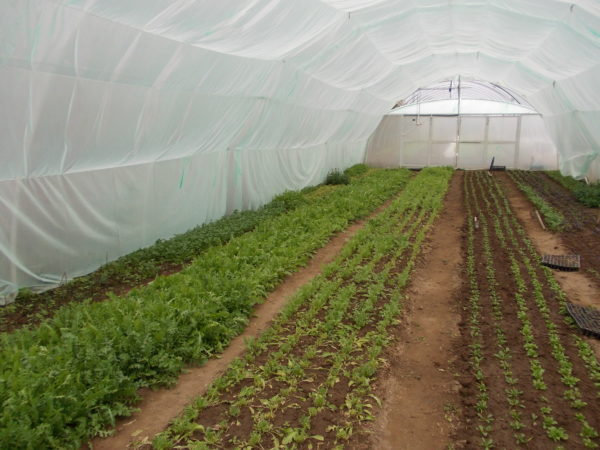 이중 박공 온실