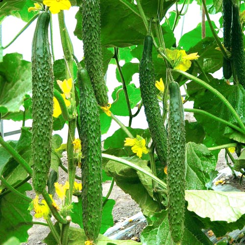 에메랄드 스트림 f1