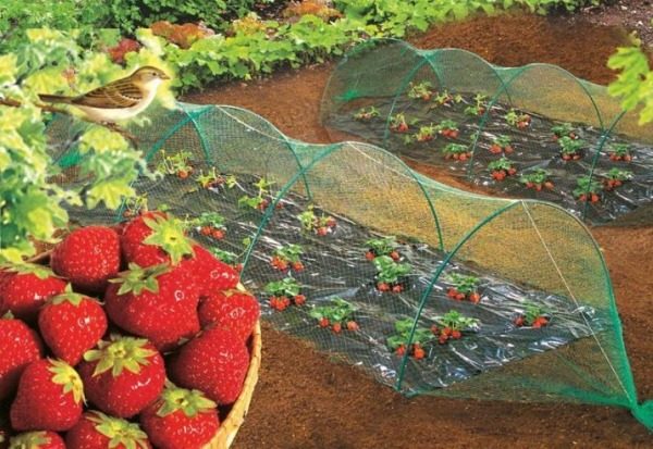 새로부터 딸기를 보호하는 방법