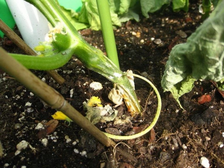 오이의 뿌리썩음