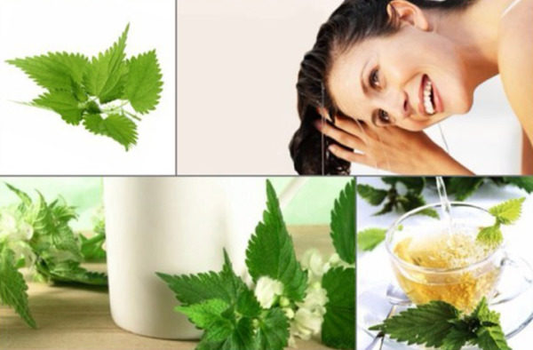 머리카락을 위한 쐐기풀