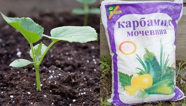 오이에 요소 사용