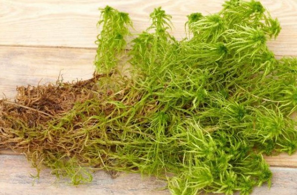 옥수수가 있는 이끼