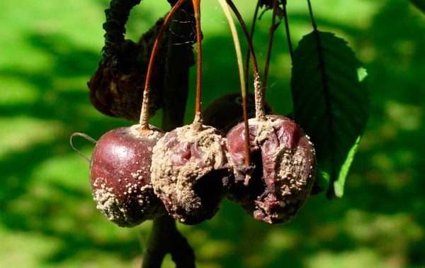 과일의 모닐리아증