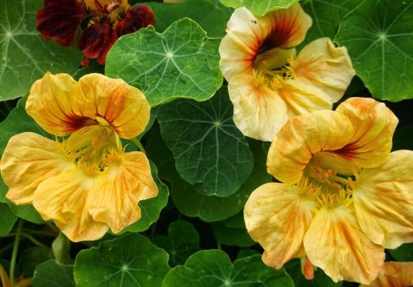 나스투르치야 졸타야