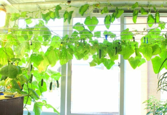 오구르치나로지