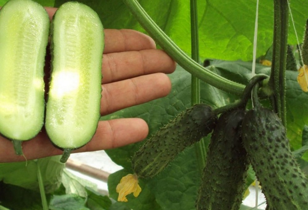 오이 품종 리벨라