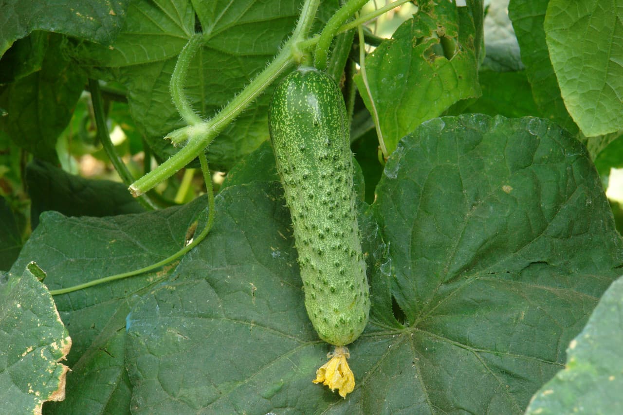 오이 품종 아티스트