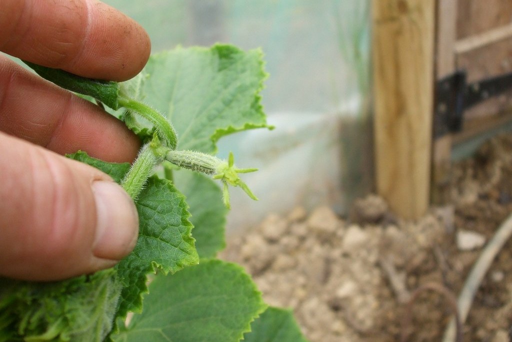 오이를 꼬집어내다