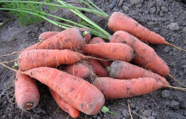 당근은 왜 비뚤어지게 자라나요?