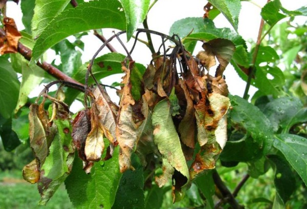 세균 화상의 징후