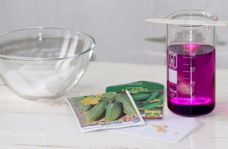 오이 씨앗을 담그다