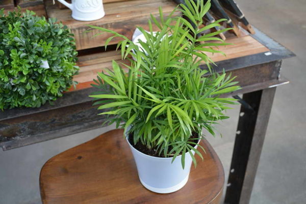 집 야자수 재식