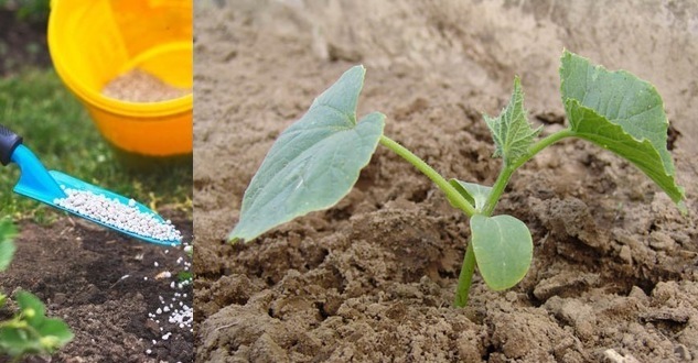 질산칼륨의 사용