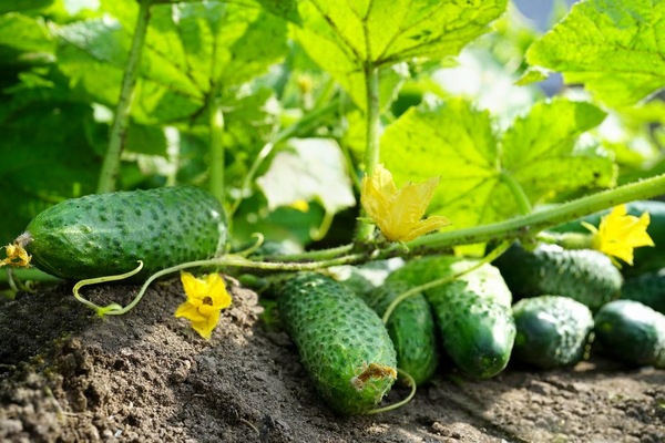 Izyashny 오이 품종에 대한 설명