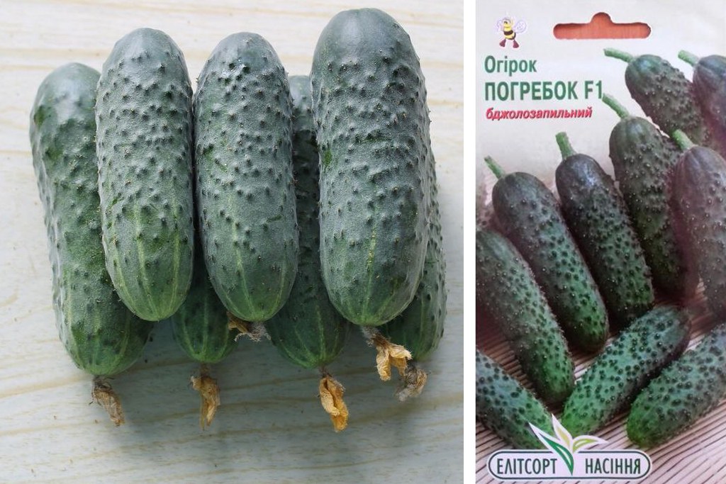 오이 품종 포그레복