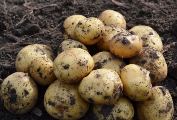 고수확 감자 품종