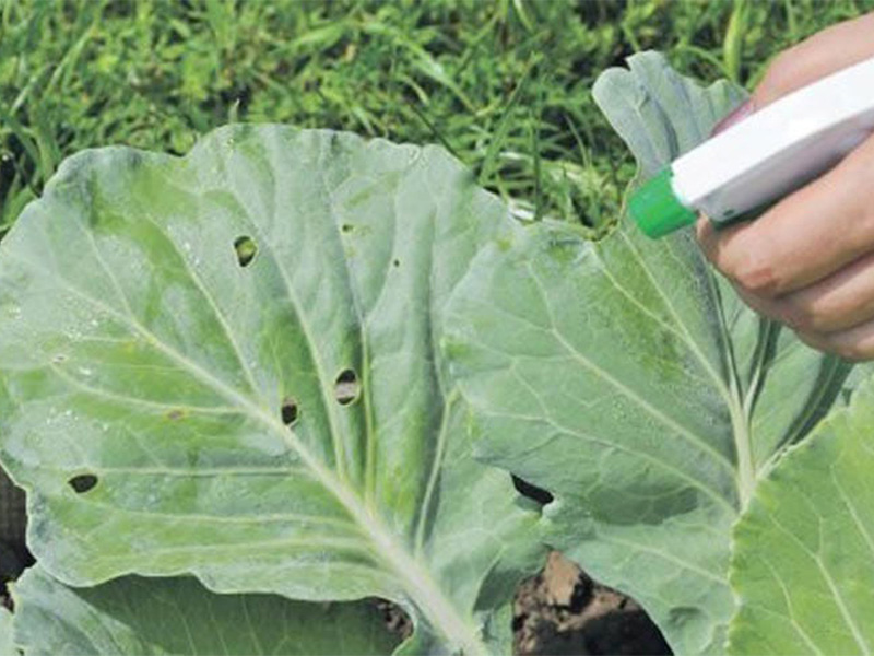 양배추의 진딧물