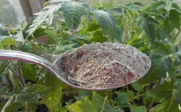 토마토 비료 주기