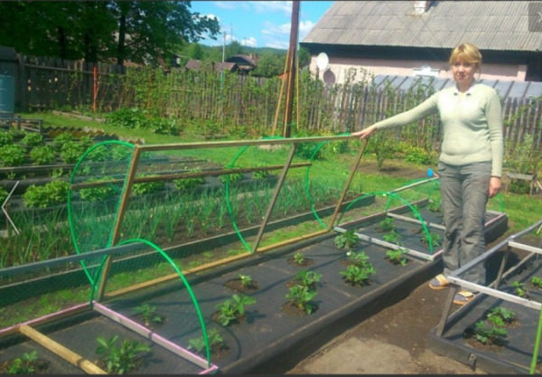 자스키타 오트 틱