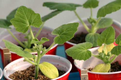 묘목의 잎이 노랗게 변하고 있습니다.