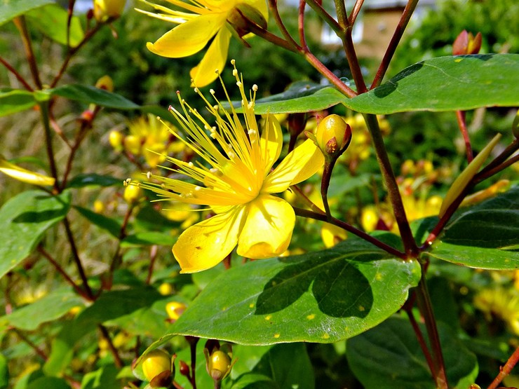 세인트 존스워트