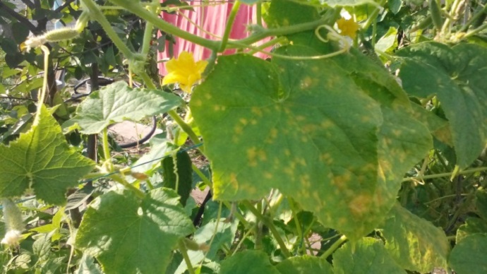 오이의 클라도스포리오시스