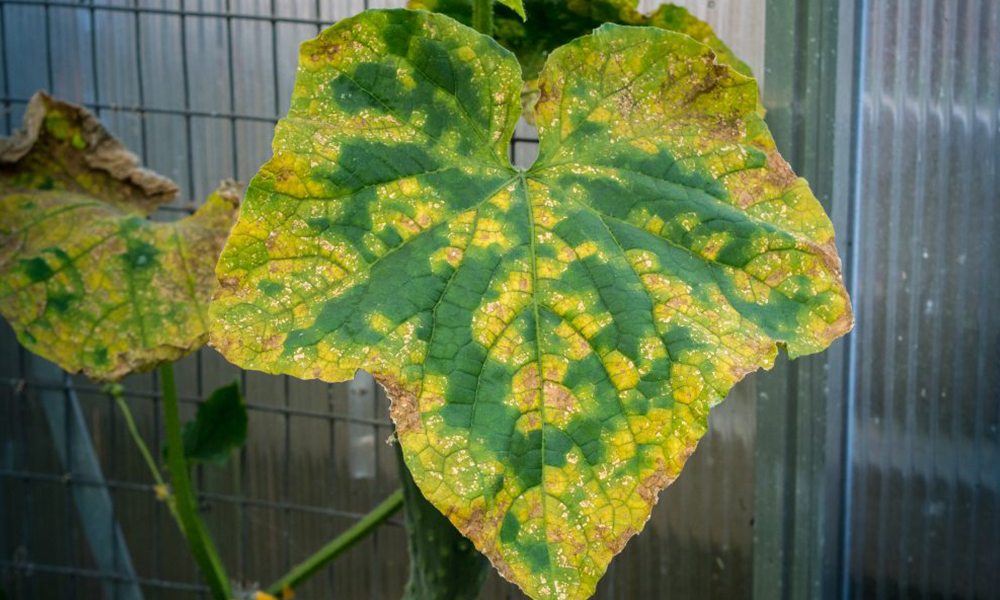 오이 위의 구리머리