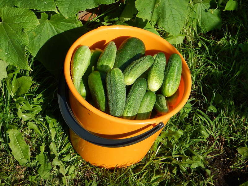 익은 오이 한 통