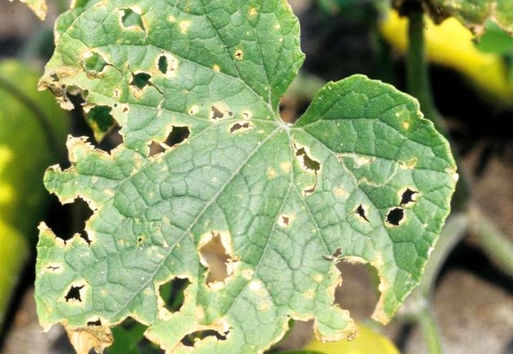 오이 탄저병: 설명, 원인, 증상, 치료