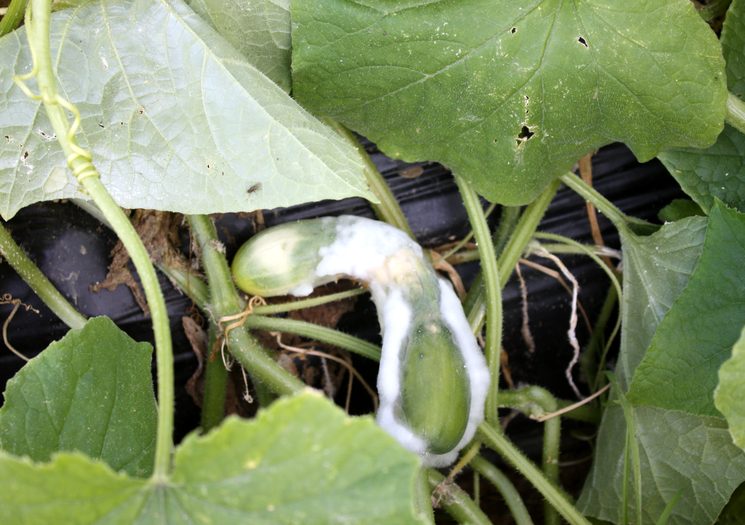 온실과 야외 오이의 흰색 및 회색 썩음병: 원인, 치료 방법 및 치료 옵션