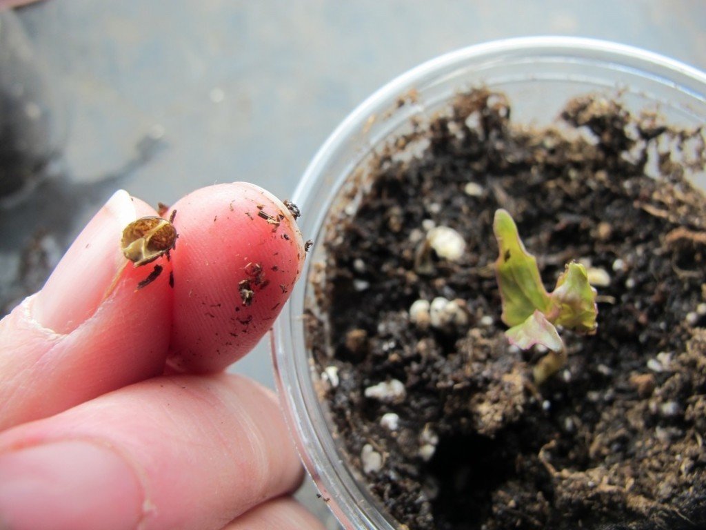 씨앗에서 감자를 재배하는 것이 가능합니까? 그 과정의 장점과 어려움