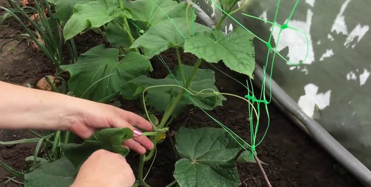 눈부신 오이: 그것이 무엇인지, 올바르게 하는 방법, 사진이 있는 다이어그램