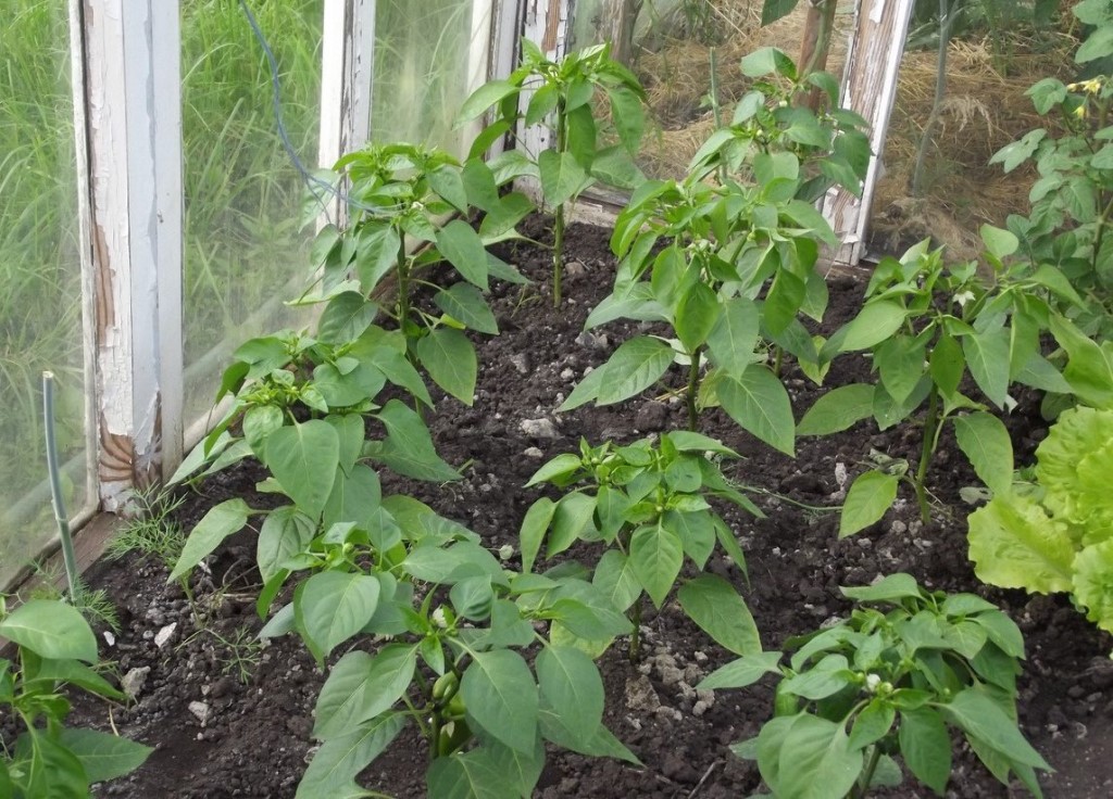 온실에 심은 고추가 잘 자라지 않습니다. 그 이유, 대처 방법, 그리고 고추에 필요한 영양분