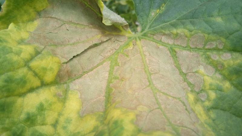 오이 잎에 녹슨 반점: 원인과 치료