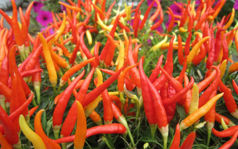 여러 색깔의 고추