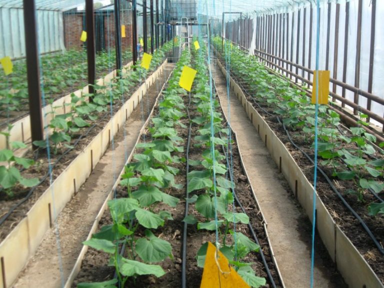 온실에서 오이 재배