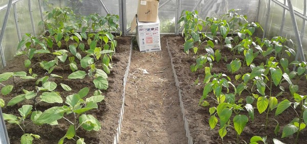 같은 온실에서 고추와 가지를 함께 재배하는 것이 가능할까요?