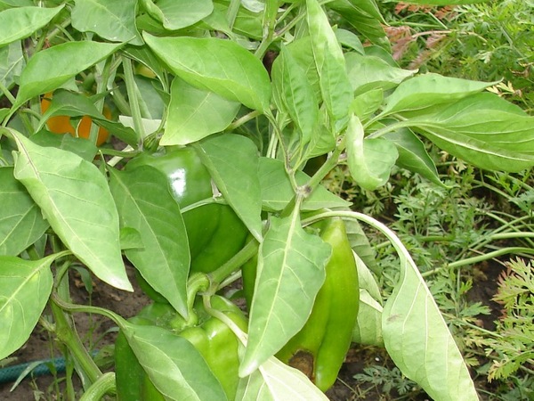 고추 잎이 하얗게 변하는 이유는?