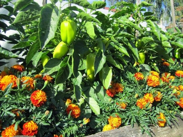 고추를 심은 후에 심으면 안 되는 것은 무엇입니까?