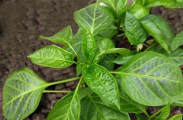 고추 잎이 보라색으로 변하는 이유는 무엇입니까?