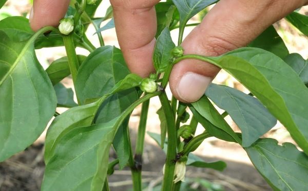 피망 형성 과정도