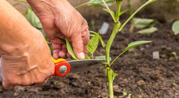 온실에서 고추 재배하기